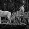 grey-wolves-7416396_128 pixabay royalty free 0